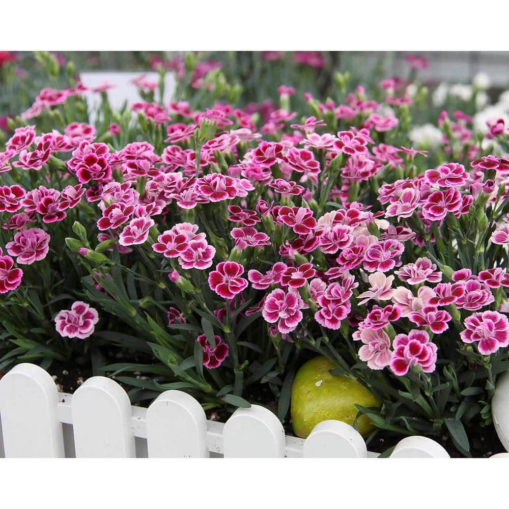 1 Qt. Dianthus Pink Kisses Carnation Perennial Plant (4-Pack) - Hercitys