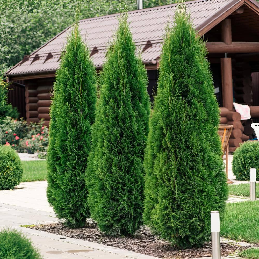 2.5 in. Arborvitae Giant Shrub Green (6-Pack) - Hercitys