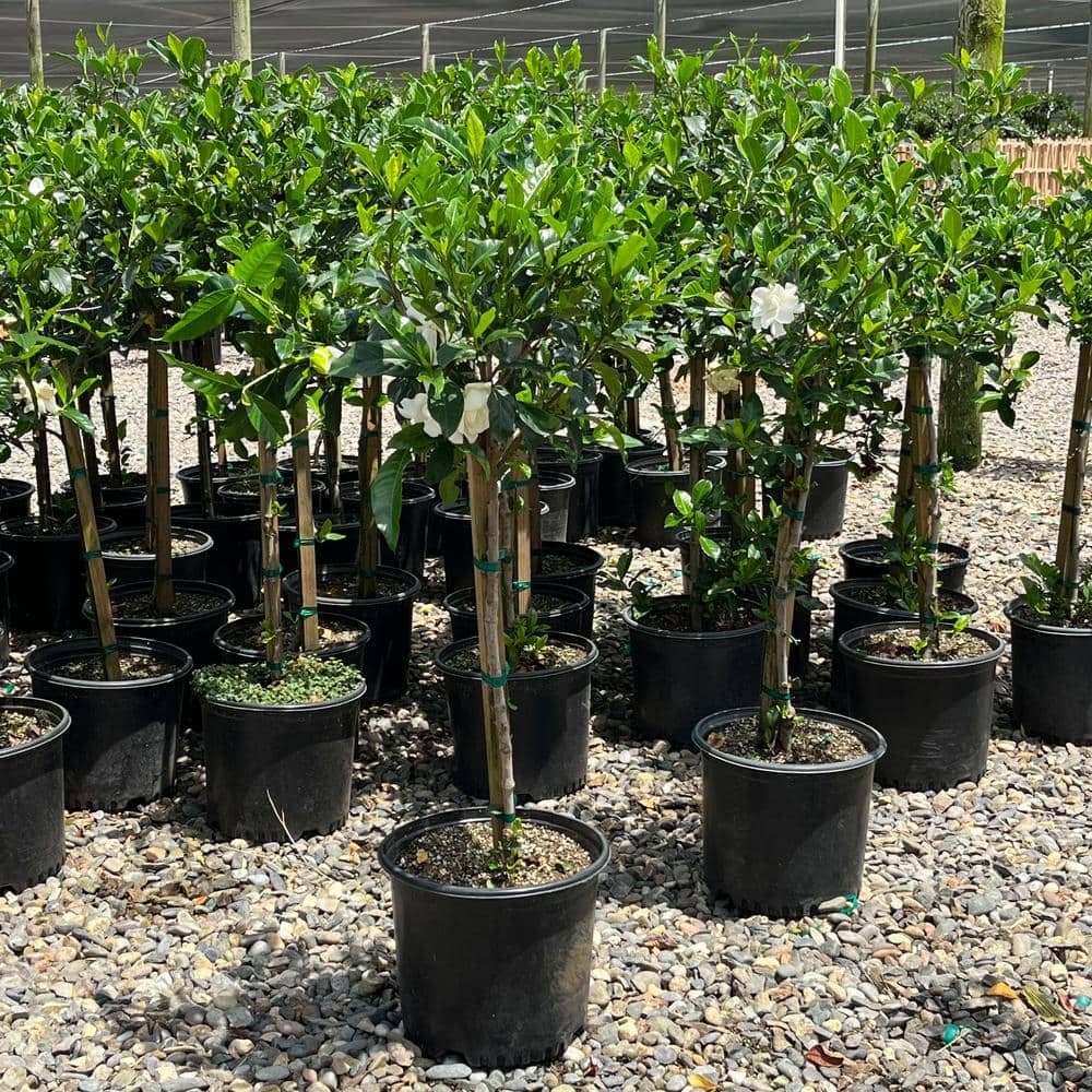 #3 Container Everblooming Gardenia Evergreen Patio Tree - Hercitys