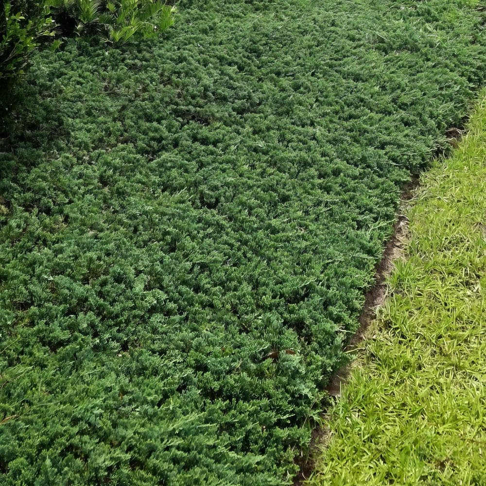 1 gal. Juniper Blue Rug Shrub (8-Pack) - Hercitys