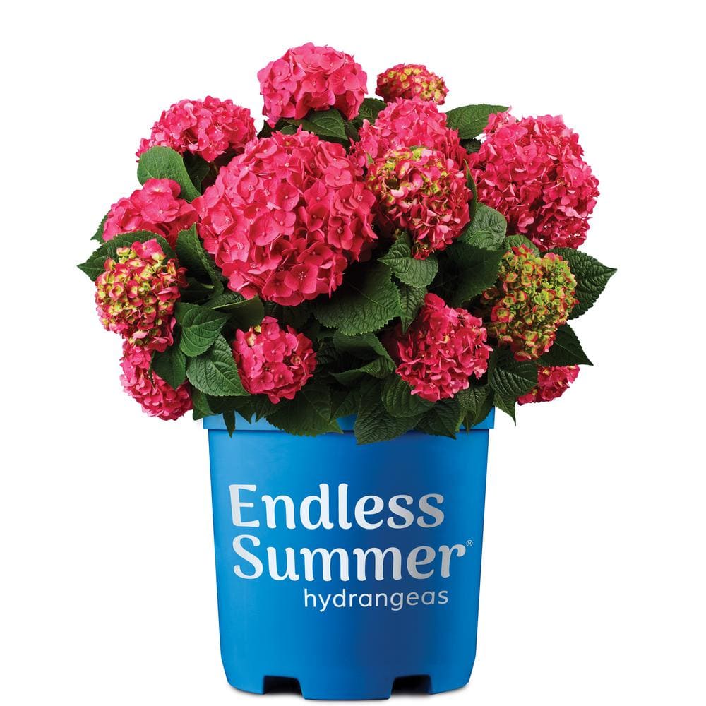 3 Gal. Summer Crush Reblooming Hydrangea Flowering Shrubs with Raspberry Red Flowers - Hercitys