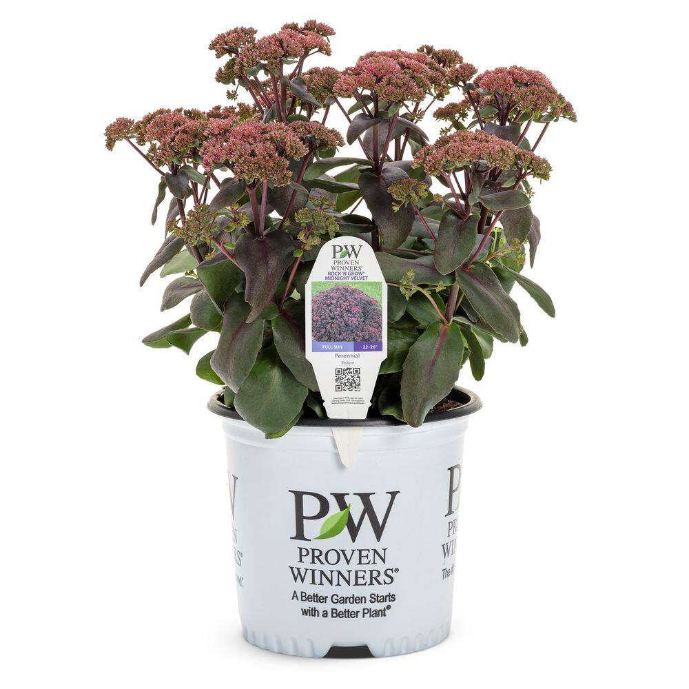 0.65 Gal. Rock N Grow Midnight Velvet Stonecrop (Sedum Hybrid) Live Perennial Plant with Red Flowers - Hercitys