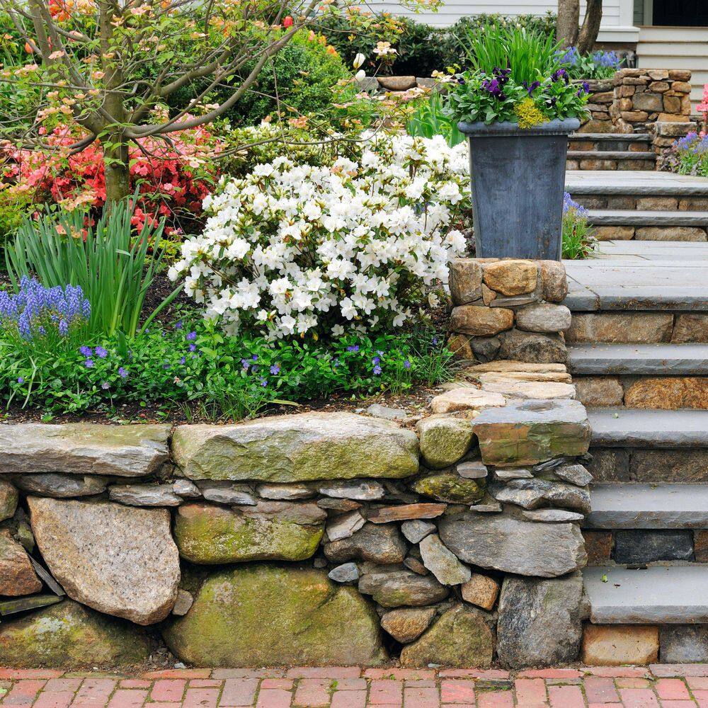 2.5 Quart Azalea ‘Deleware Valley White’ Flowering Shrub with White Flowers - Hercitys