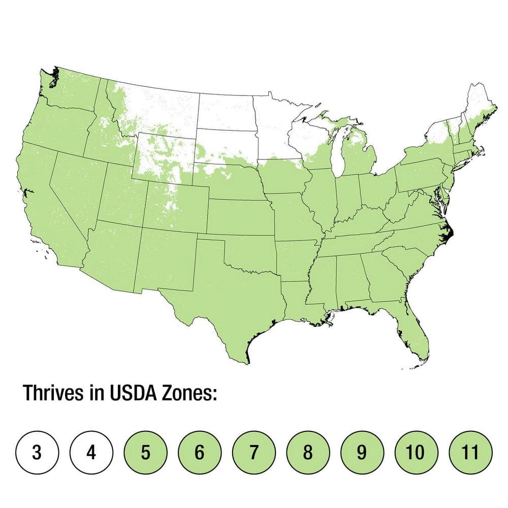 1-Pint Super Blue Lilyturf Liriope Grass Plant with Violet Purple Flowers in Summer (18-Pack) - Hercitys