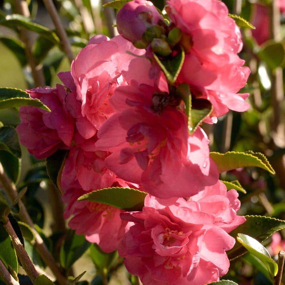 2.5 Qt. October Magic Rose Camellia(sasanqua) – Live Evergreen Shrub with Salmon-rose Blooms - Hercitys