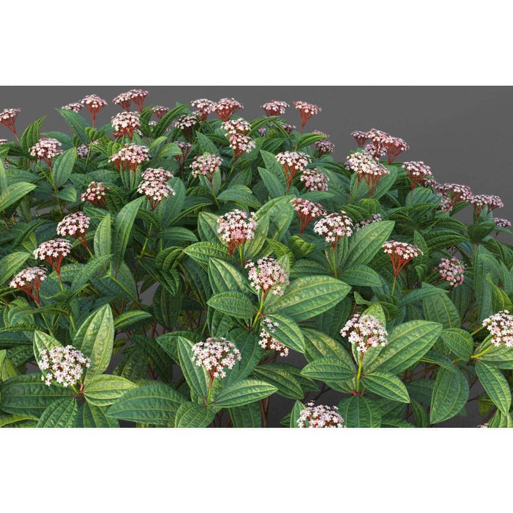 1 Gal. David Viburnum Evergreen Shrub - Hercitys