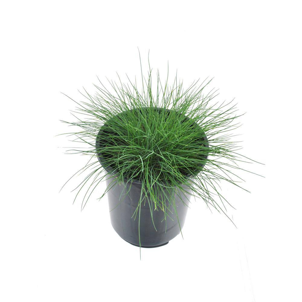 2.5 qt. Blue Grass Festuca Boulder Perennial (4-Pack) - Hercitys