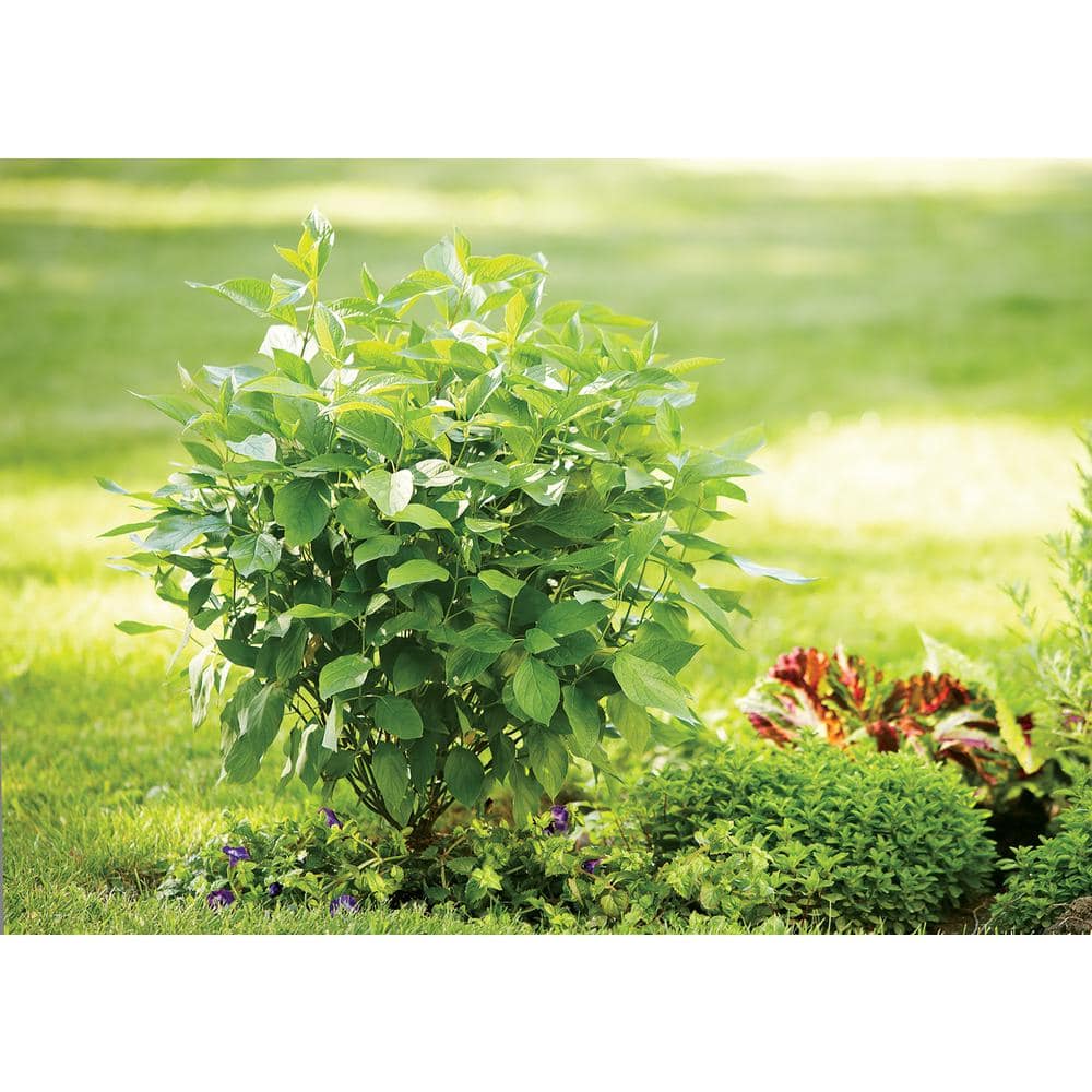 4.5 in Qt. Arctic Fire Red Red-Osier Dogwood (Cornus), Live Shrub, White Flowers - Hercitys