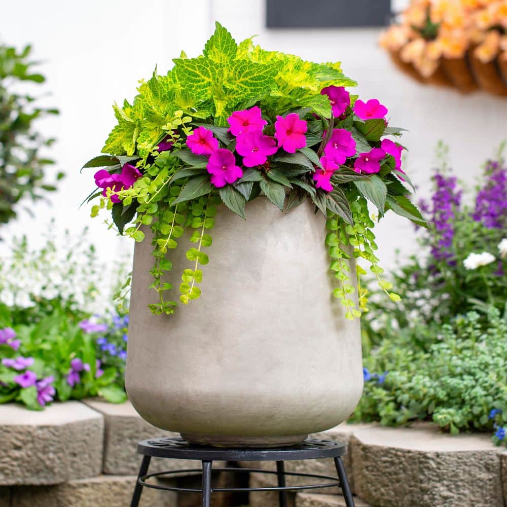 1 Pt. Lysimachia Creeping Jenny Yellow Perennial Plant (6-Pack) - Hercitys