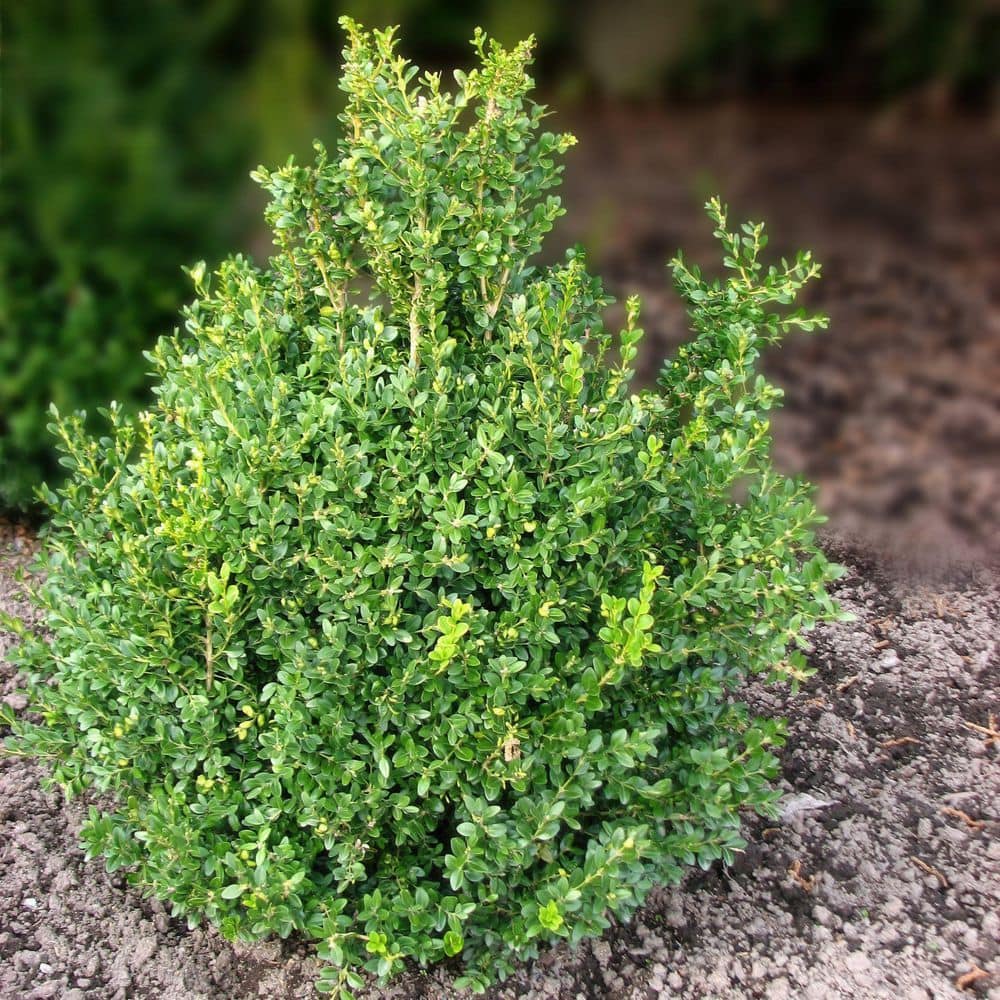 1 gal. Boxwood Wintergreen Shrub - Hercitys