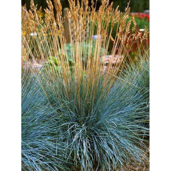 1 trade Gal. Elijah Blue Fescue Grass - Hercitys