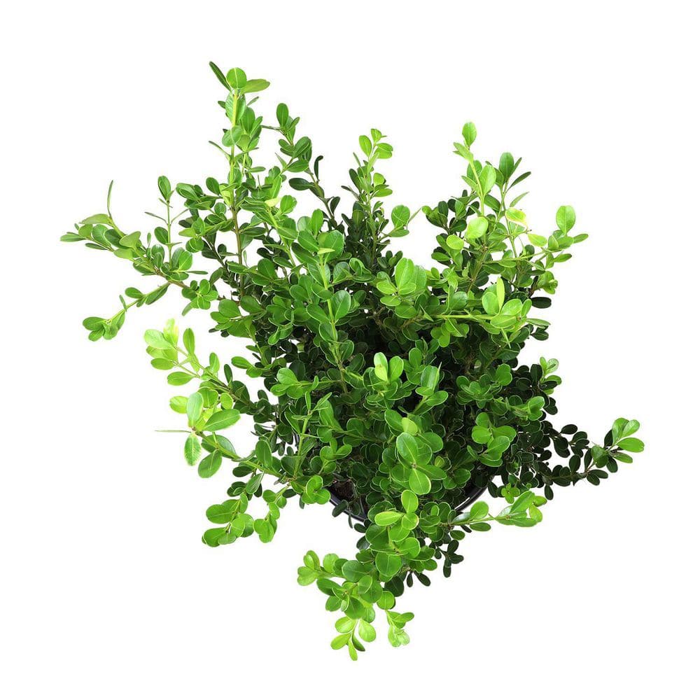 1 Gal. Japanese Boxwood Shrub Plant - Hercitys