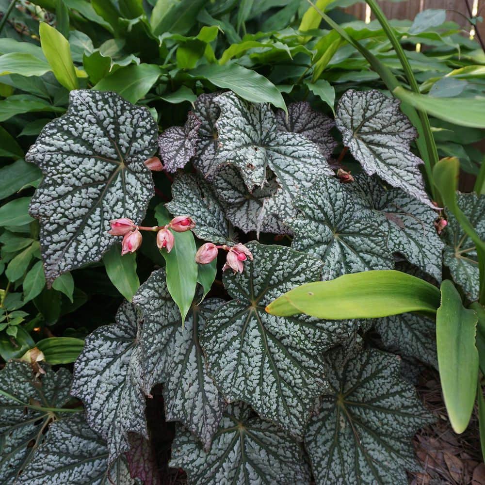 1.5 Gal. ‘Sterling Moon’ Lunar Lights Begonia Flowering Perennial Plant with Pink Flowers - Hercitys