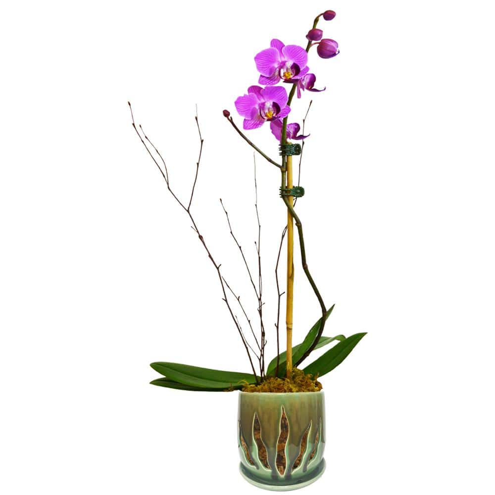 5 in. Green Ceramic Lilly Design Orchid Pot Twin Pack - Hercitys