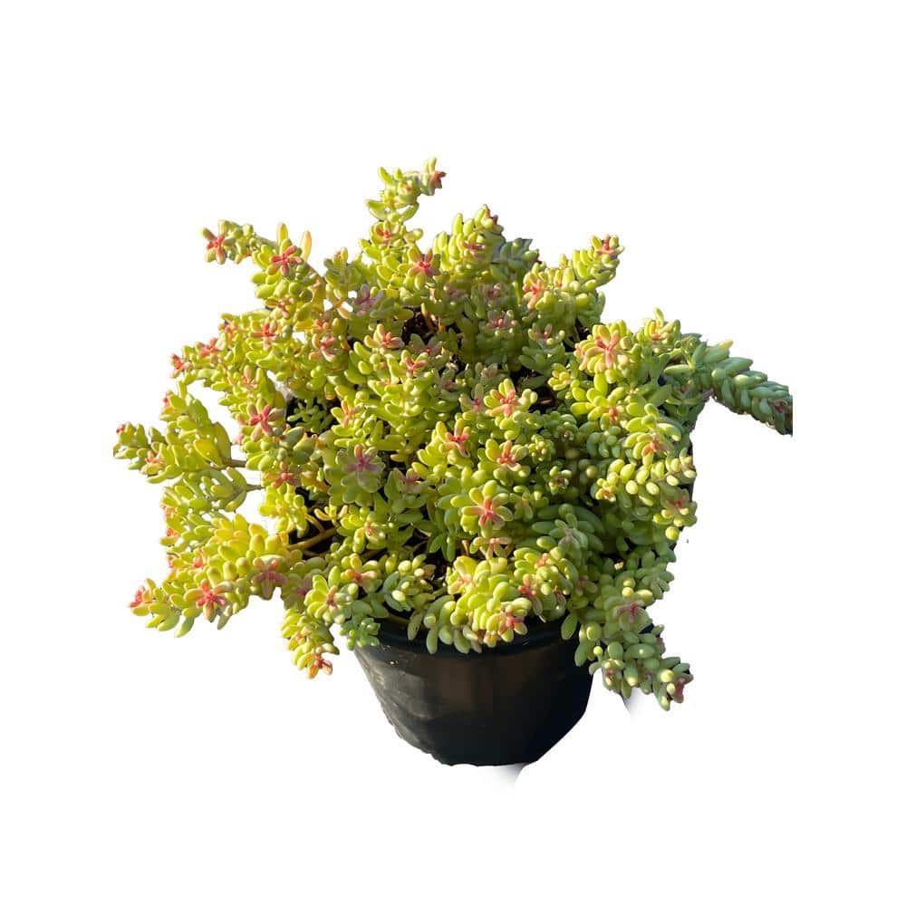 5 Stonecrop Sedum Plants in 5 Separate in. Pots (5-Pack) - Hercitys