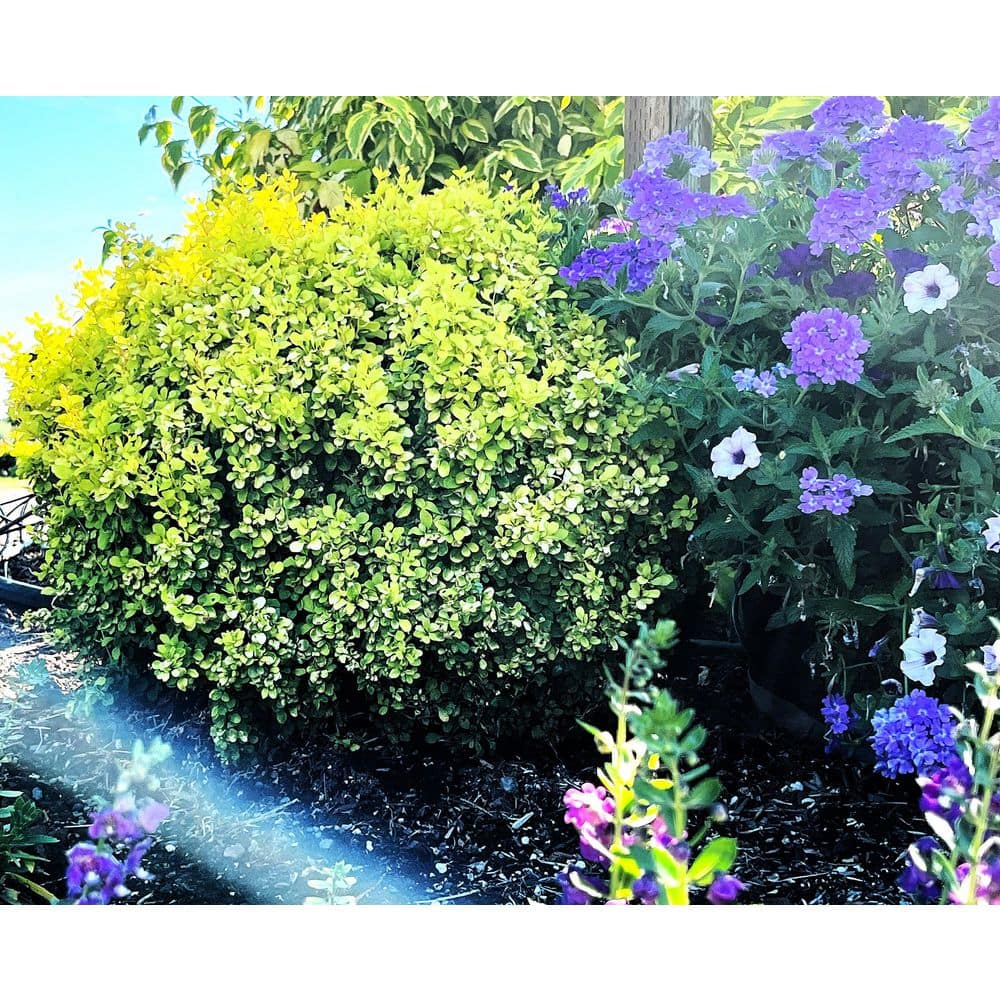 2.5 Qt. Bogozam Barberry Live Shrub with Yellow Foliage - Hercitys