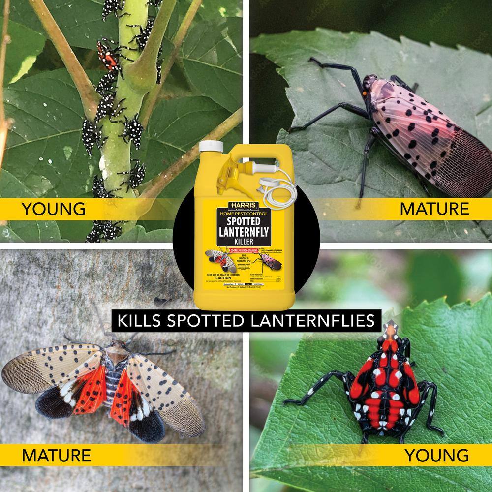 1 Gal. Spotted Lanternfly Killer (4-Pack) - Hercitys