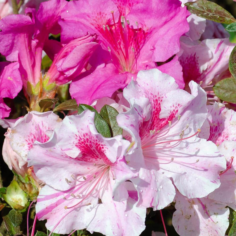 5 Gal. Autumn Twist Azalea Shrub with Bi-Color and Occasional Solid Purple Blooms and Rich Green Foliage - Hercitys
