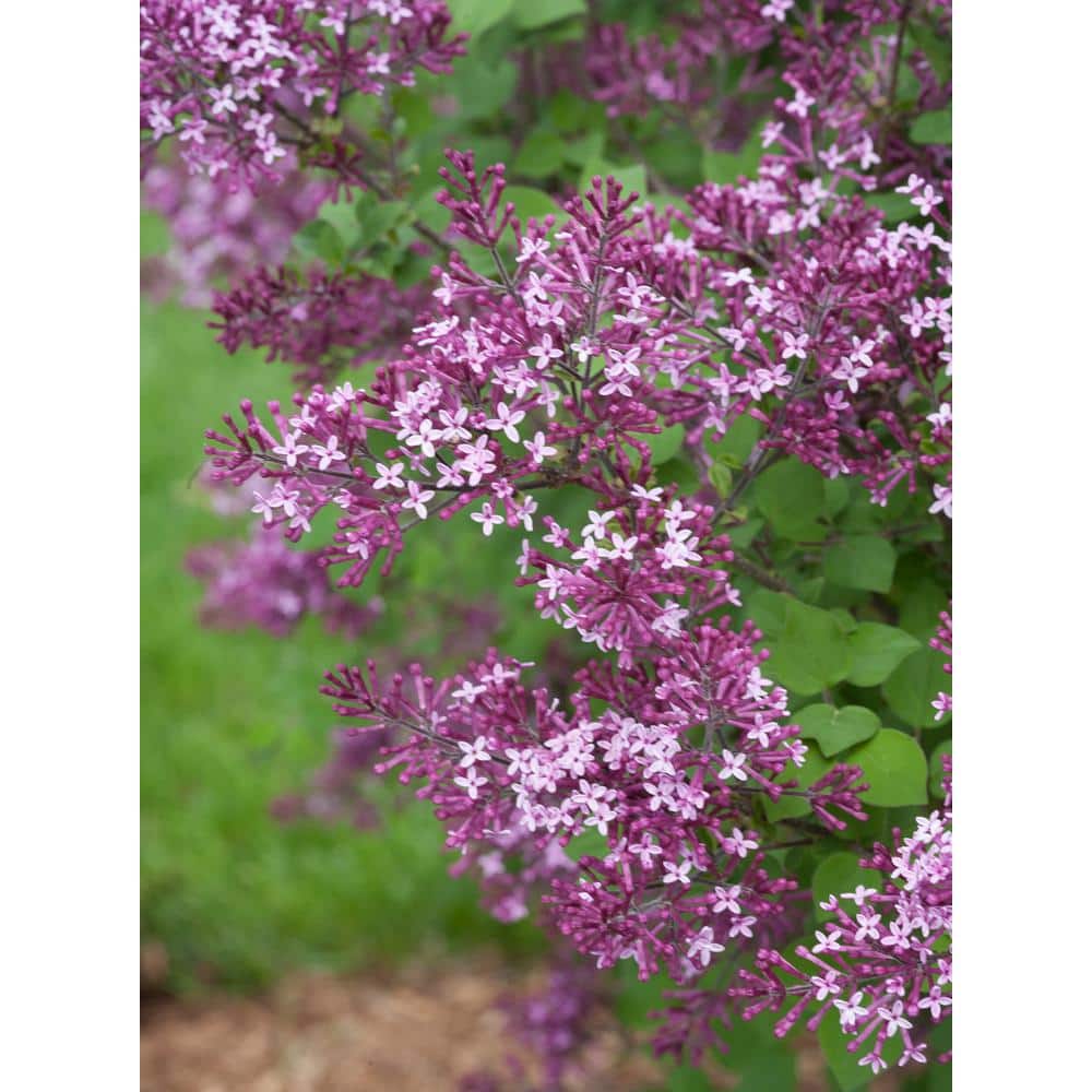 1 Gal. Bloomerang Dark Purple Reblooming Lilac (Syringa) Live Shrub, Purple Flowers - Hercitys