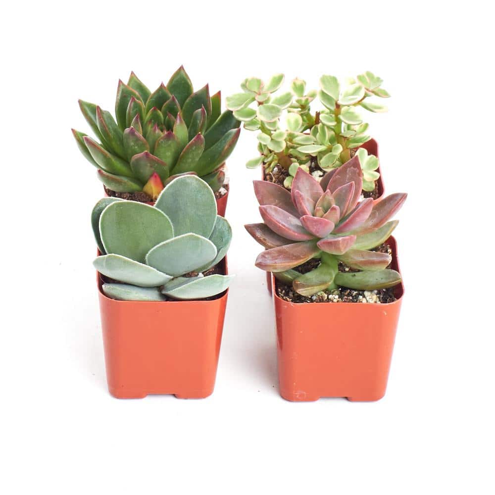 2 in. Unique Succulent (Collection of 4) - Hercitys