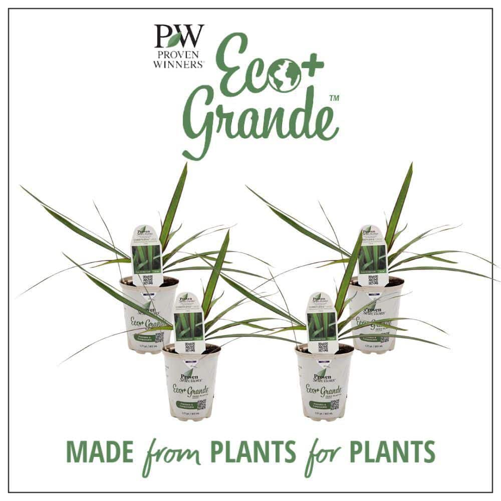 4.25 in. Eco+ Grande Cordylena Jade Madagascar Dragon Tree (Dracaena Marginata) Live Annual Plant 4-Pack - Hercitys