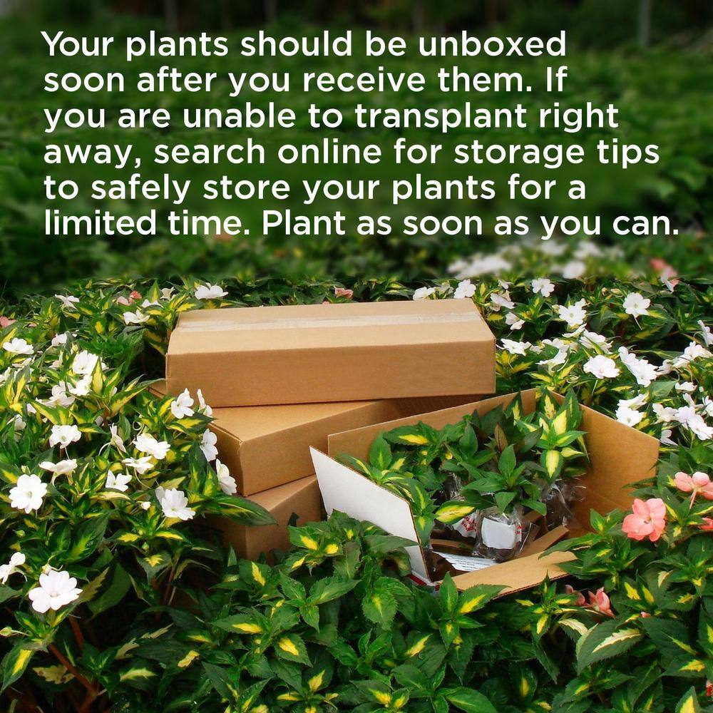 10 in. Boston Fern Nephrolepis Exaltata Annual Plant Hanging Basket (1-Pack) - Hercitys