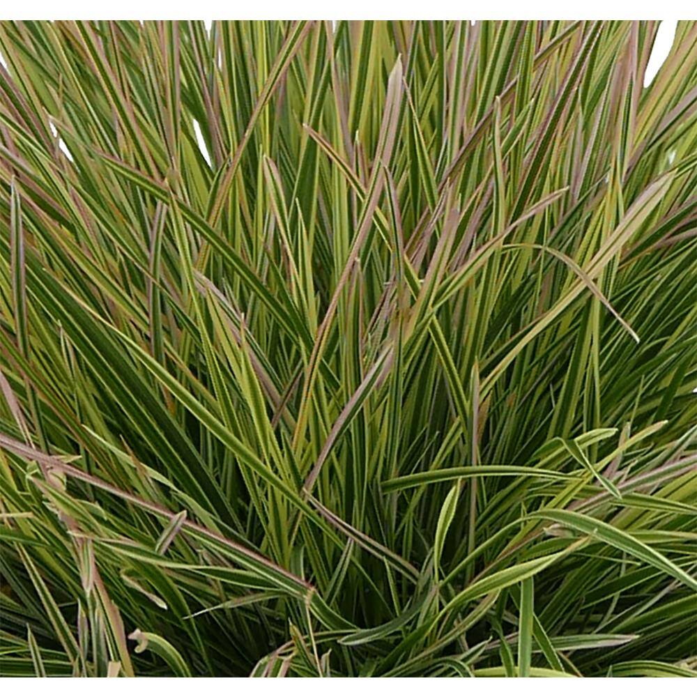 2.5 qt. Perennial Grass Deschampsia Northern Lights - Hercitys