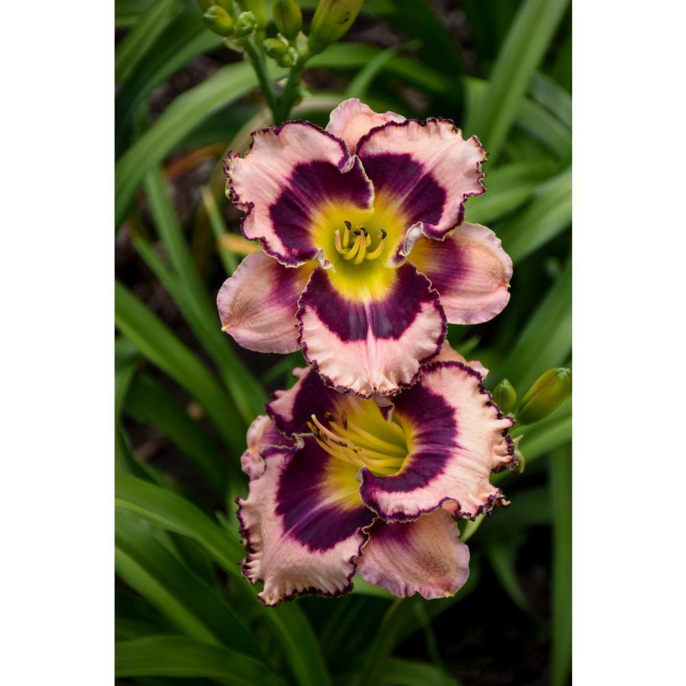 0.65 Gal. Rainbow Rhythm ‘Sound of My Heart’ Daylily (Hemerocallis hybrid), Live Plant, Pink/Purple Flowers (1-Pack) - Hercitys