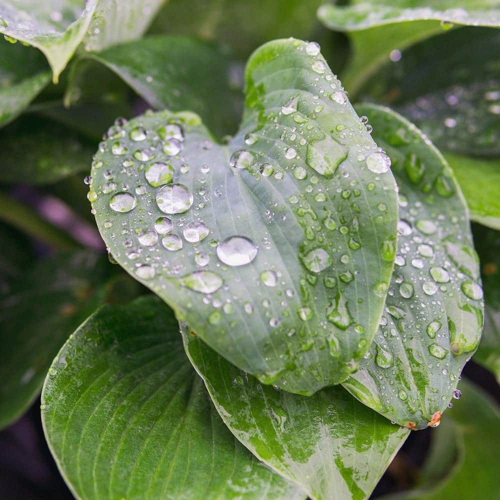 1 Gal. Halcyon Hosta – 2 Pack - Hercitys