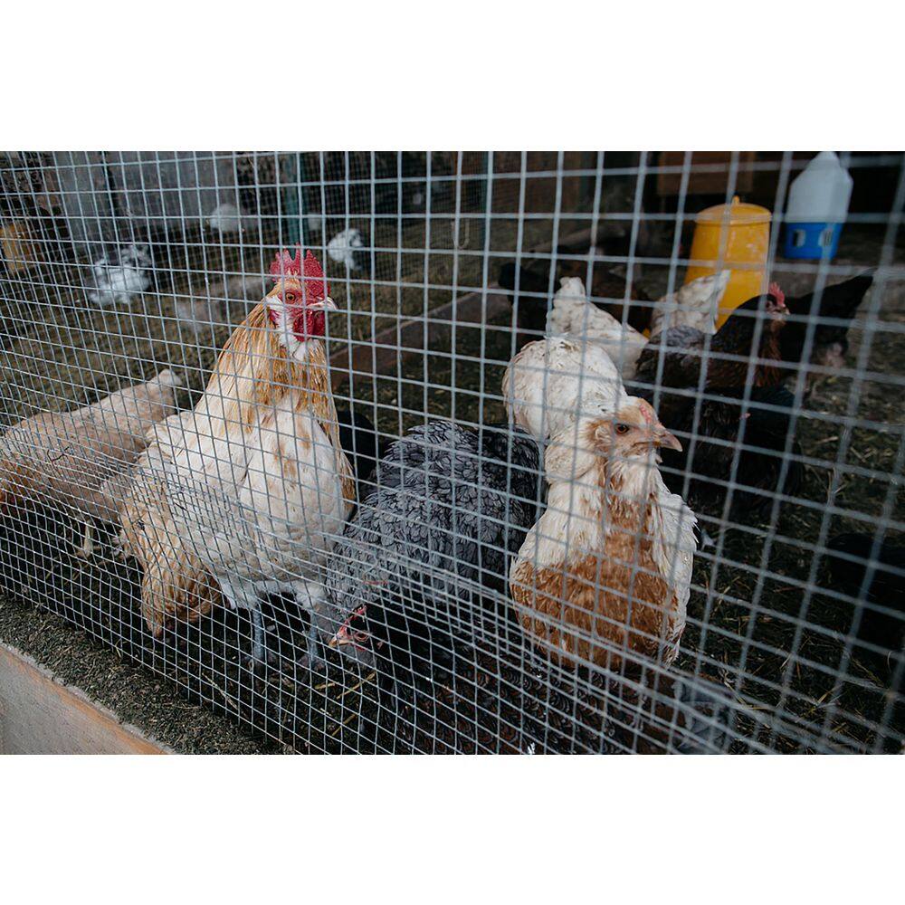 1/4 in. x 36 in. x 50 ft. Hardware Cloth Welded SIlver Metal Edging Hot-Dip Galvanized Chicken Wire Fence Garden Plant - Hercitys