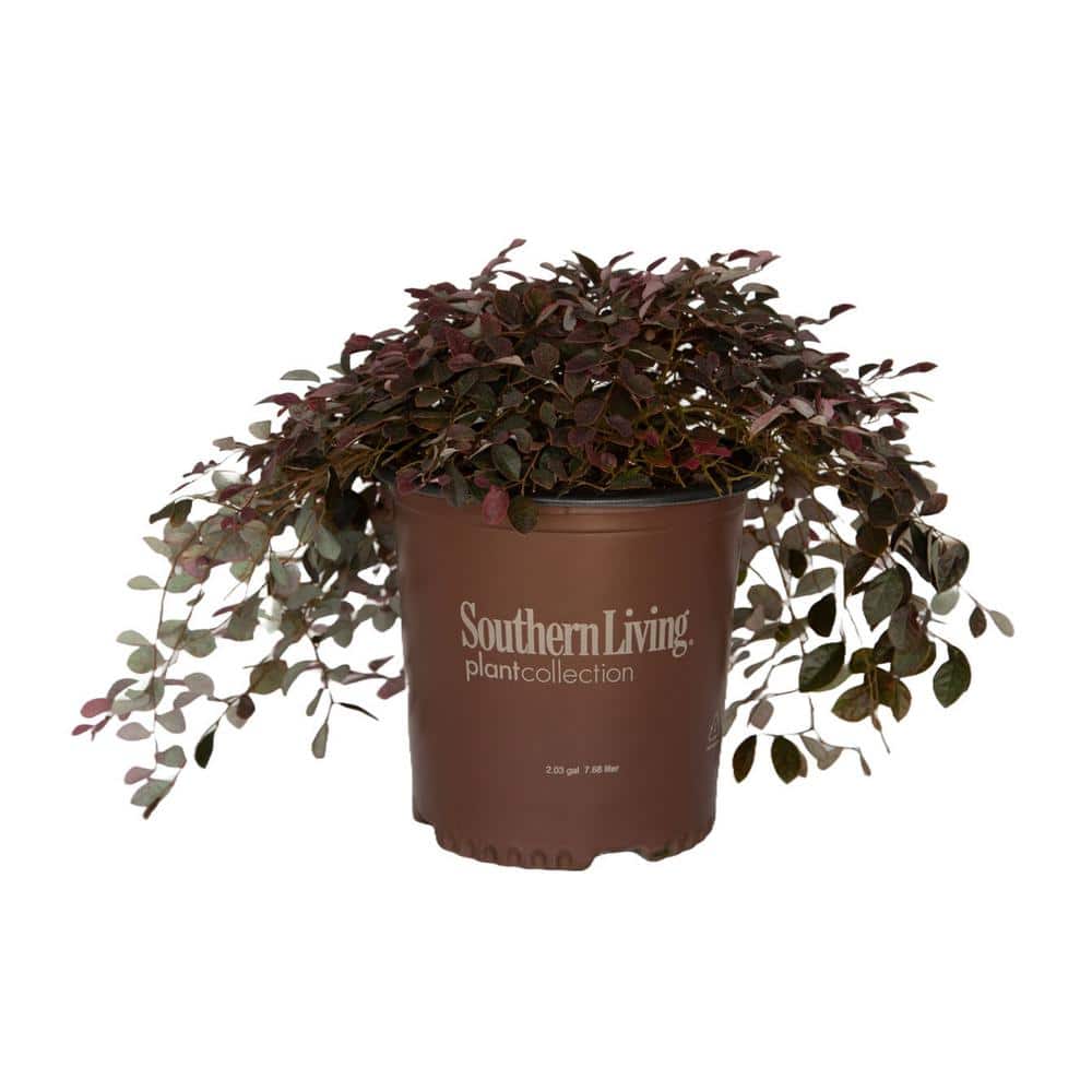 1.5 Gal. Purple Pixie Dwarf Weeping Loropetalum, Groundcover Evergreen Shrub with Purple Foliage, Pink Blooms - Hercitys