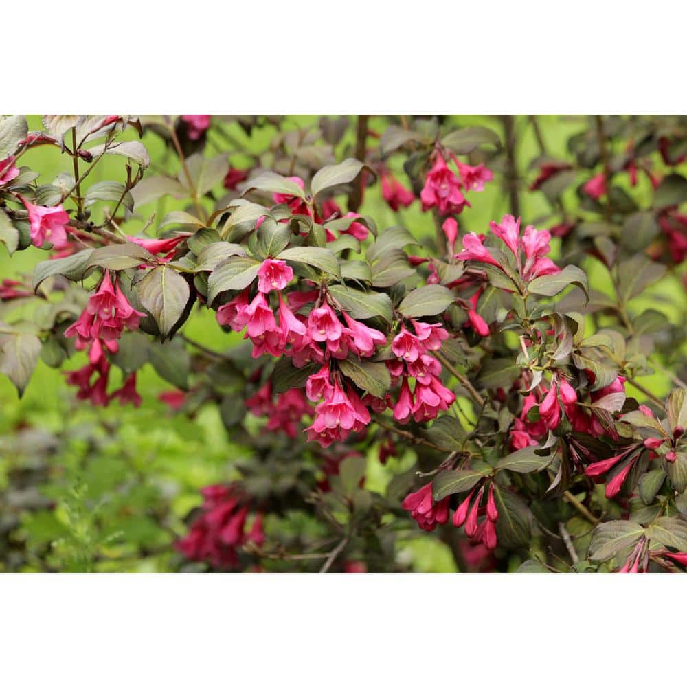 1 Gal. Minuet Weigela Shrub Innumerable Fragrant Fuchsiacolored Blossoms - Hercitys
