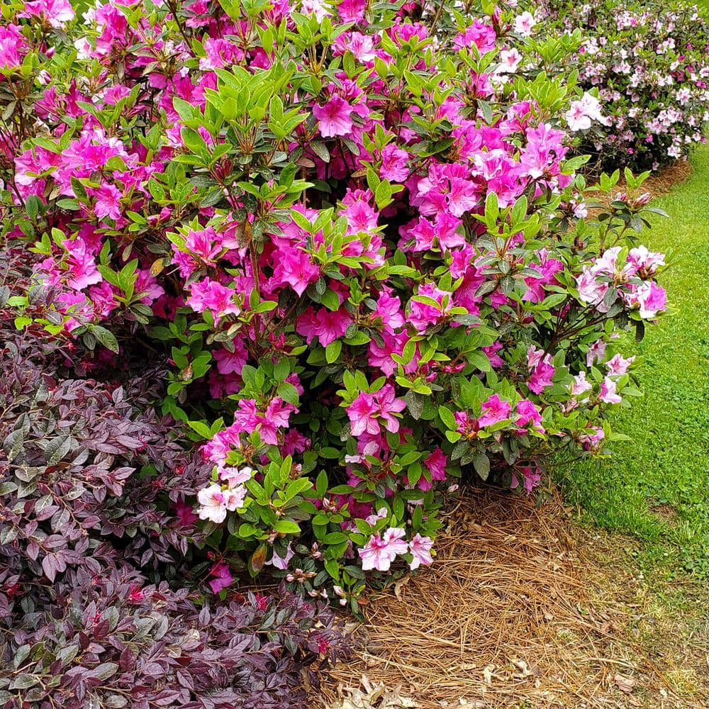 1 Gal. Autumn Twist Shrub with Purple and White Reblooming Flowers - Hercitys