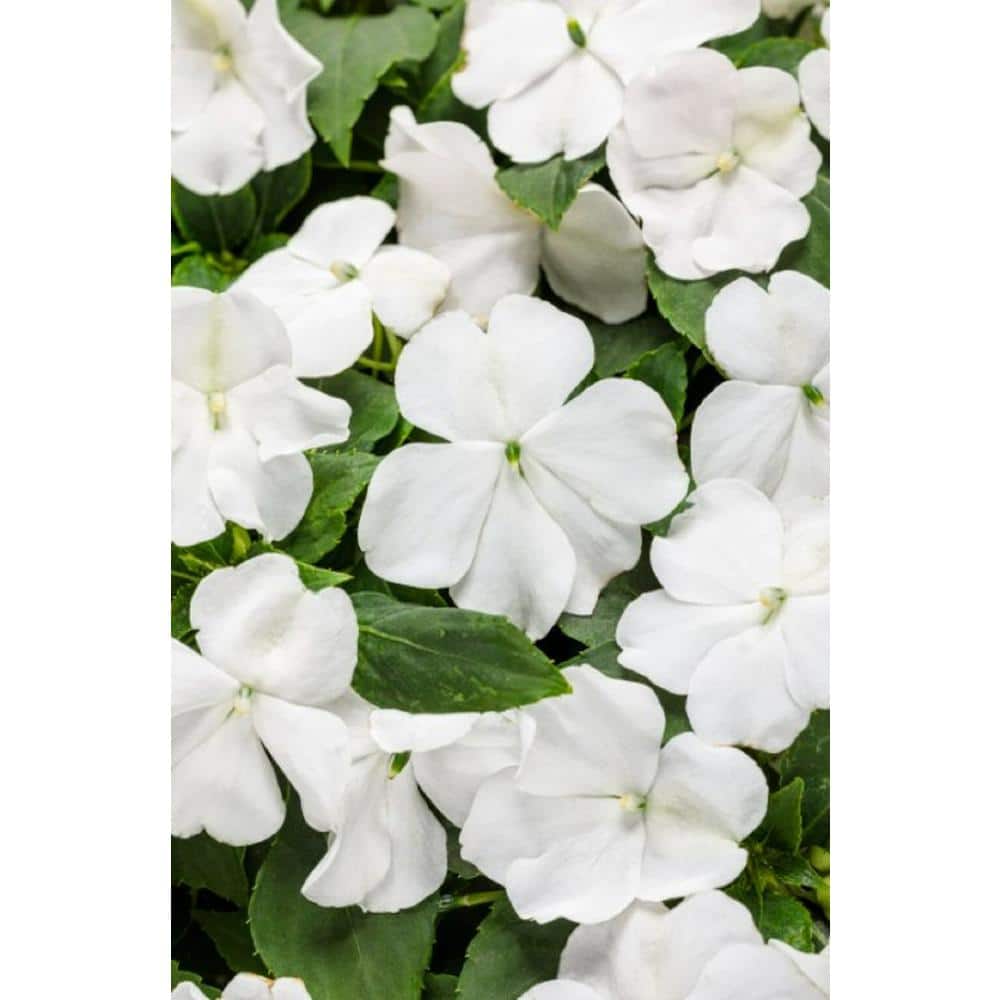 4.25 in. Eco+Grande Soprano White (Impatiens) Live Plant, White Flowers (4-Pack) - Hercitys