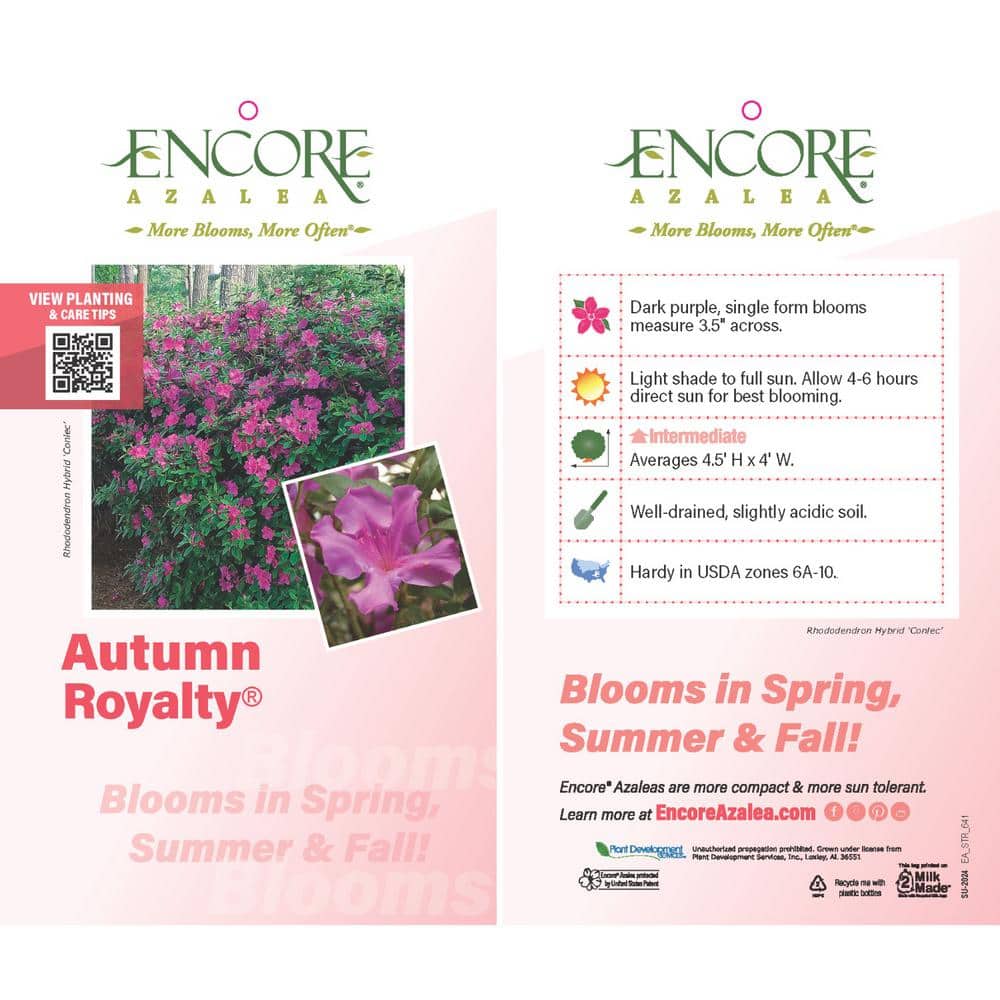1 Gal. Autumn Royalty Reblooming Azalea Shrub with Purple Flowers - Hercitys