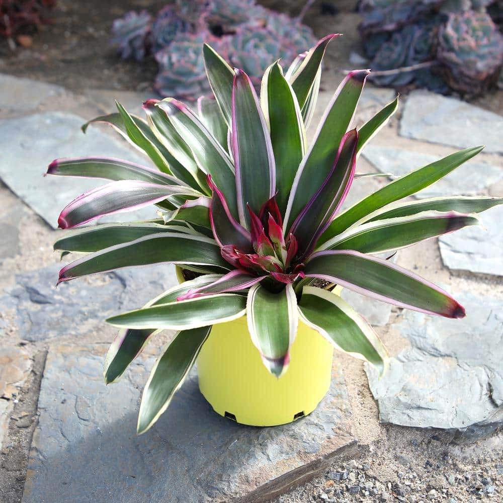 4 qt. Bromeliad Neoregelia Rafael Tropical Perennial Outdoor Plant with Bright Pink-Purple in Grower Pot - Hercitys