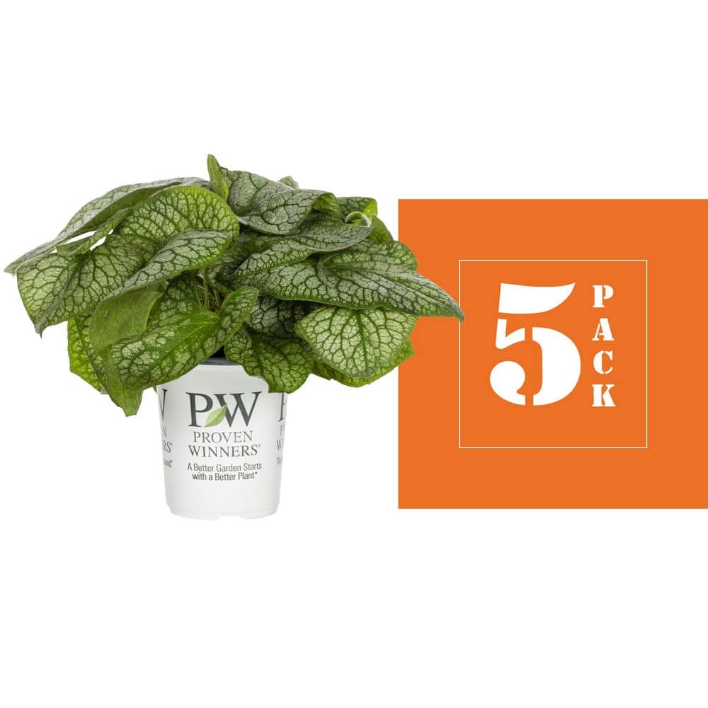 1 Qt. Brunnera Heart Leaf Jack of Diamonds Blue Perennial Plant (5-Pack) - Hercitys