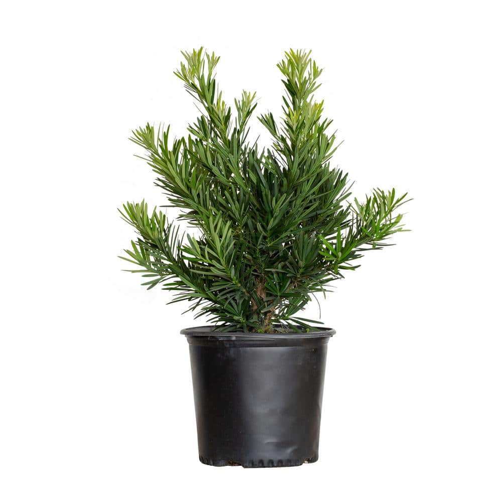 2.5 Gal. Pringles Dwarf Podocarpus Macrophyllus Live Evergreen Shrub - Hercitys