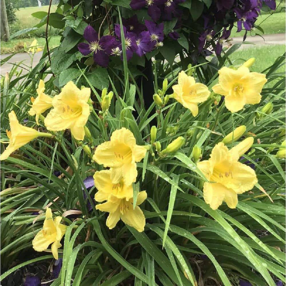 2.5 Qt. Day Lily Yellow Flowers in 6.3 in. Plastic Grower’s Pot (2-Packs) - Hercitys