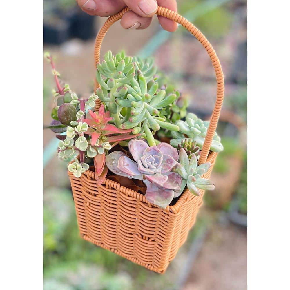 11 in. Small Wicker Soilless Succulent Plant Flower Basket, Lightweight Beautiful Collection of Succulents - Hercitys