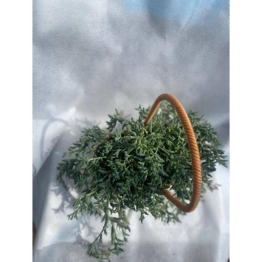 3-Piece Live Rooted Spreading Plant Senecio Peregrinus, Dolphin Chlorophytum - Hercitys