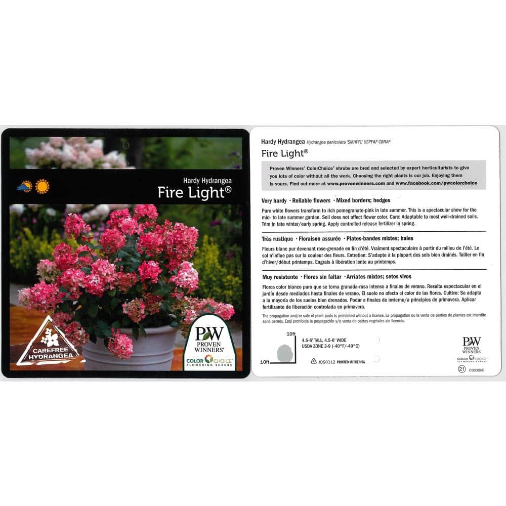 1 Gal. Fire Light Hardy Hydrangea (Paniculata) Live Shrub, White to Pink and Red Flowers - Hercitys