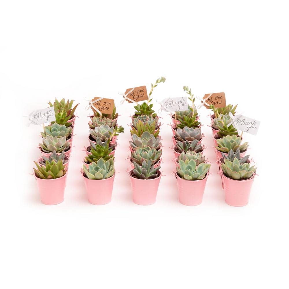2 in. Wedding Event Rosette Succulents Plant with Pink Metal Pails and Thank You Tags (30-Pack) - Hercitys