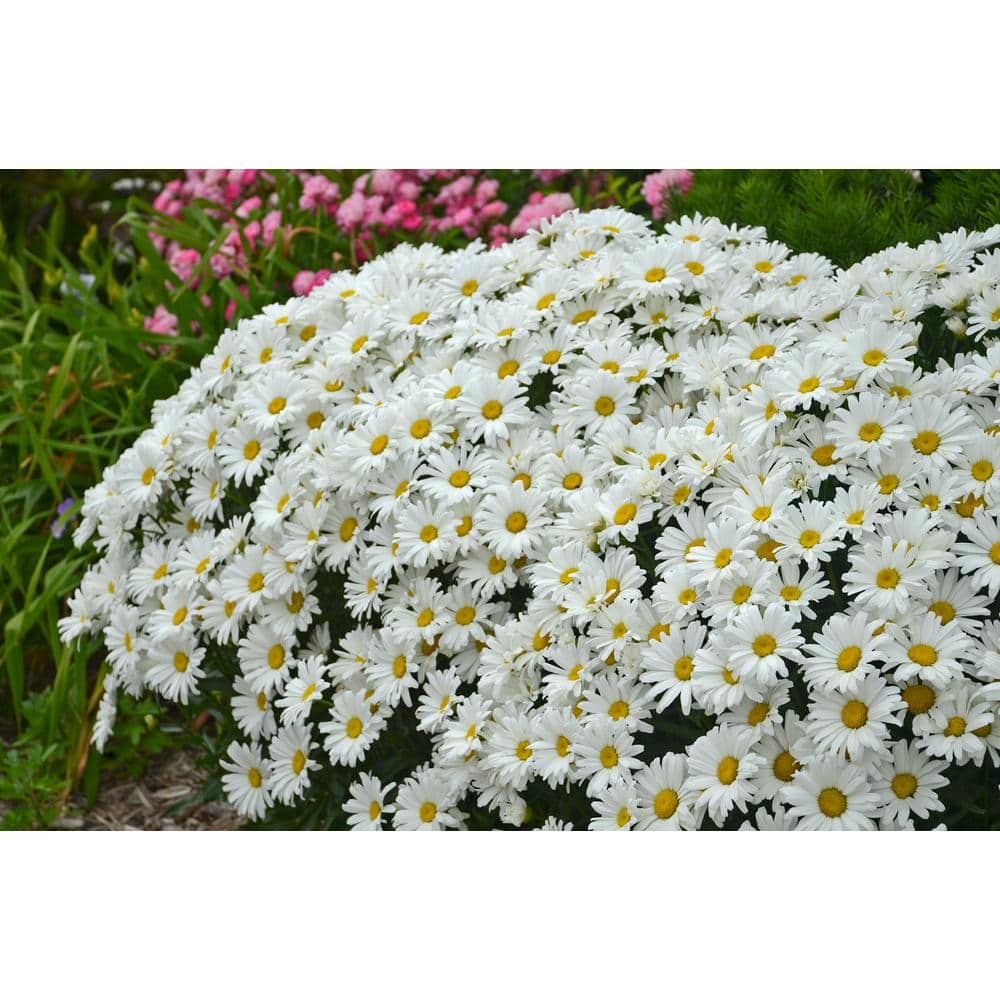4.5 in. Qt. Amazing Daisies Daisy May Shasta Daisy (Leucanthemum) Live Plant, White Flowers - Hercitys