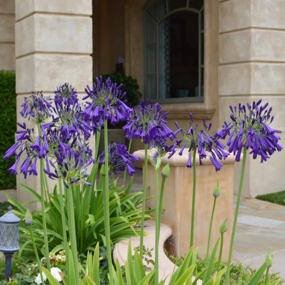 1 gal. Agapanthus Plant with Purple Flowers - Hercitys