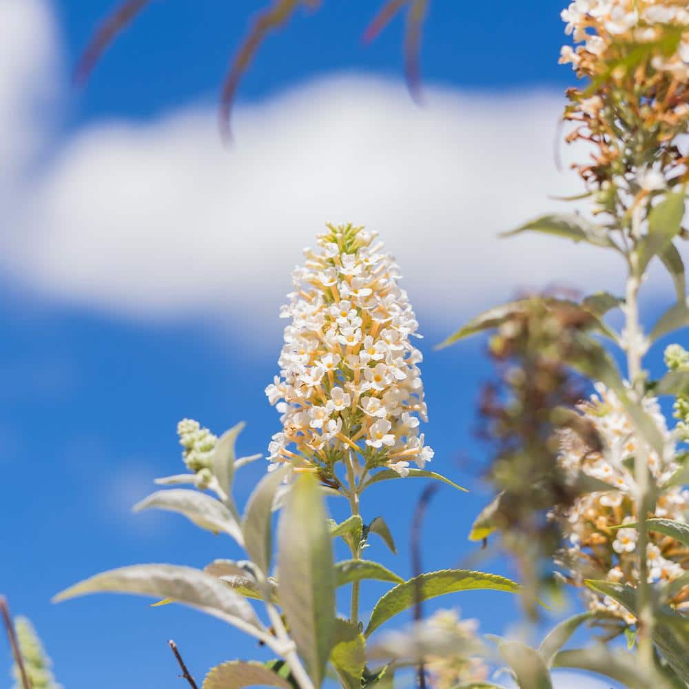 1 Gal. White Profusion Butterfly Bush in Grower’s Pot - Hercitys