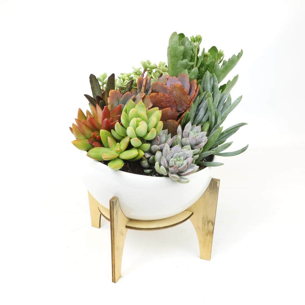 1 Gal. Senecio Mandraliscae Blue Chalk Sticks in Grow Pot Single - Hercitys