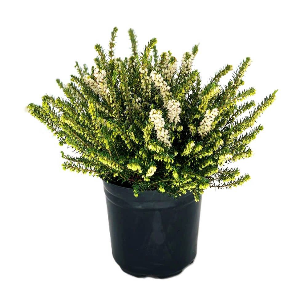2.5 Qt. Mediterranean White Heather Live Shrub with White Flowers - Hercitys