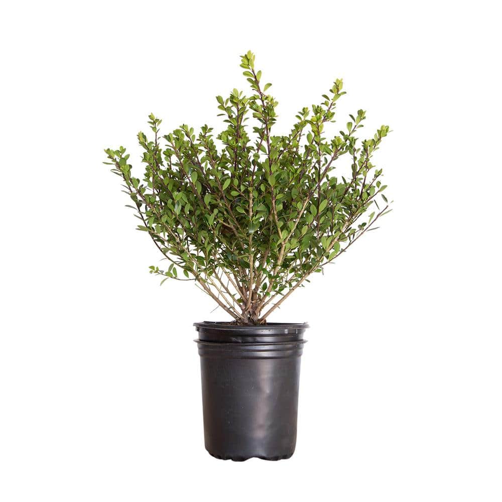 2.5 Qt. Compacta Japanese Holly(Ilex), Live Evergreen Shrub - Hercitys