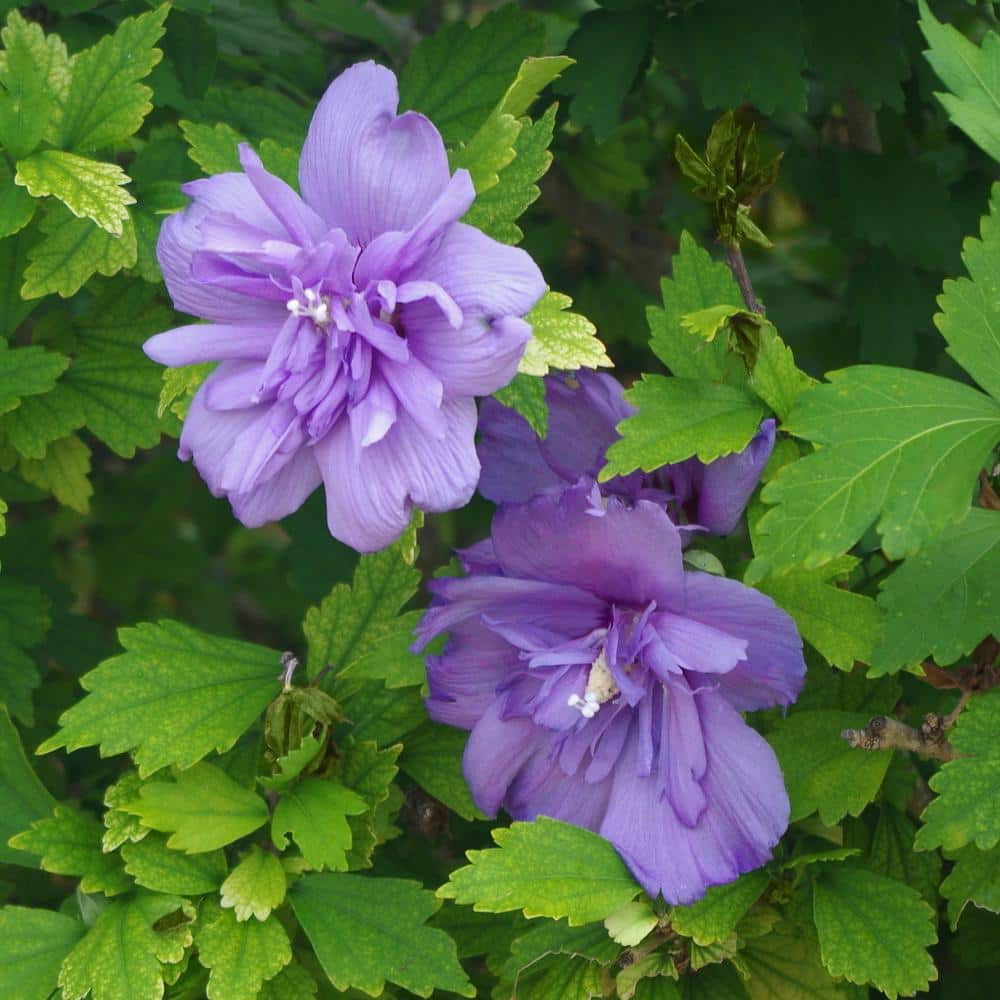 2 Gal. Hibiscus Blueberry Smoothie Shrub with Purple Flowers - Hercitys